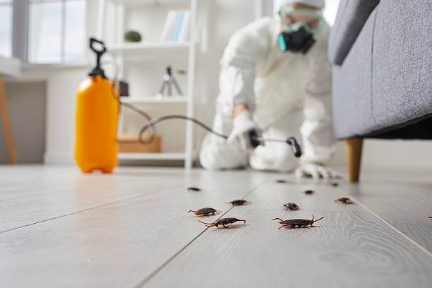 Post-Treatment Bed Bug Interceptor Monitoring in Lumberton